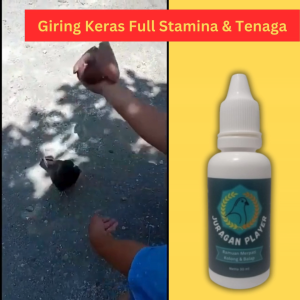 Jamu Merpati Kolong Tinggian Juragan Player Doping Giring Keras Meningkatkan Stamina dan Tenaga