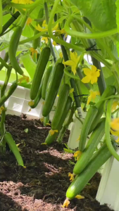 Hạt giống dưa leo baby siêu quả (gói 10 hạt)