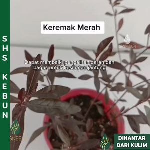 Keremak Merah Red Carpet Weed Joyweed Sessile Ceylon Spinach Herba Ulam ulaman Live Plant 红田乌 / 红田烏SHS Kebun