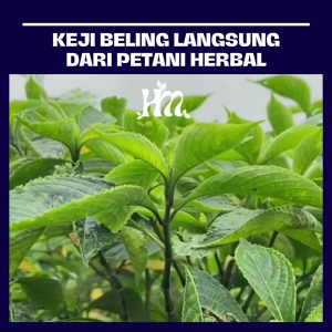 HERBAL MURNI - DAUN KEJI BELING: Kapsul Herbal untuk Kesehatan