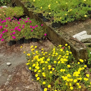 Portuluca CUTTINGS MIX color in ramdom