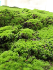 พรมพรมมอสปลอมสำหรับตกแต่งสวนรูปทิวทัศน์งานแต่งงานเทศกาล0.5/1ม. ม้วนสนามหญ้าม้วนได้พืชเทียมสนามหญ้ามอส พรมปลอม พรมปลอม ราคา - Lazada