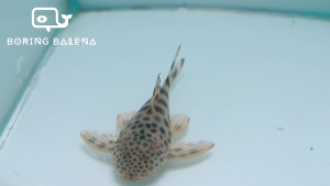 BRBN Para Pleco (L075) - Peckoltia Sabaji - Algae Eater - Ikan Pleco - Ikan Bandaraya - Aquarium Freshwater Fish / Ikan Air Tawar