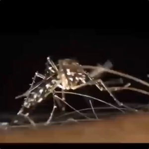 🔥รับประกัน 3 ปี🔥เครื่องดักยุง นอนหลับสนิทตลอดทั้งคืน ที่ดักยุง Mosquito Killer