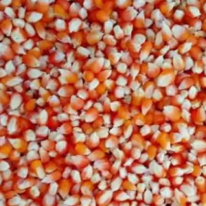 Jagung Kristal Burung Merpati