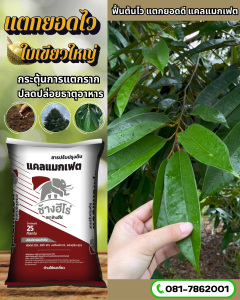 ปุ๋ย ทุเรียน ปุ๋ยบำรุงต้นทุเรียน ทุเรียนโตไว แข็งแรง กระตุ้นการแตกราก แตกยอดของทุเรียน ปรับค่า pH ในดิน