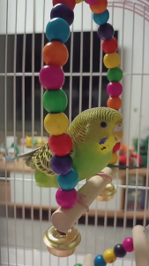 พร้อมส่ง ของเล่นนก ของเล่นนกแก้ว ของเล่นนกมีเสียง ของเล่นฝึกนก ของตกแต่งกรง ของเล่นสัตว์เลี้ยง หลายชนิตให้เลือก