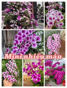 HOA LAN MINI GẤU TRÚC