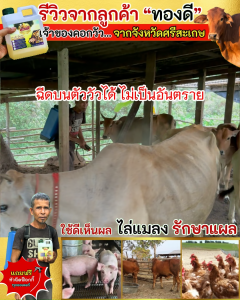 ราคาพิเศษ ทองดี สินค้าพร้อมส่ง ขวดฟ๊อกกี้ ฉีดน้ำ 500ml. (1 ชุด) งานคุณภาพ ราคาถูก เหมาะกับงานบ้าน งานสวน หัวฉีดสามารถปรับได้