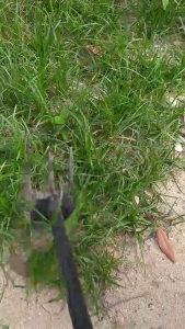 Cangkul Kombo Multifungsi Alat Berkebun 2-in-1 Cangkul Gali Tanah Portabel Pacul Mini