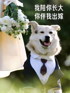 【Limited edition】 Whisker 《Spot Order Mabilis na Paghahatid》Pet Suit Dog Dress Tuxedo Wedding Two-Piece Corgi Shiba Inu dog clothes dog dress dress two piece dog clothes dog dress dress pet dog dress for shih tzu