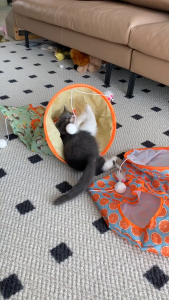 EZPET Terowong Kucing Kertas Berbunyi Terowong Mainan Kucing Kertas Cat Tunnel Cat Toy Crinkle Paper Tunnel Bag Cat Teaser Interactive Cat Toys Cat Tunnels Foldable Cat Tunnel 猫咪隧道 响纸玩具 室内猫玩具 猫隧道袋