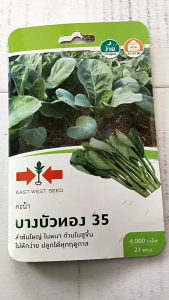 ผักซอง ศรแดง คะน้า บางบัวทอง [ จำนวน 4000 เมล็ด/ซอง ] หมดอายุ 02/07/2569  เมล็ดพันธุ์ ลอตใหม่ ปลูกง่าย ลำต้นใหญ่ ใบหนา ก้านใบชูขึ้น ไม่หักง่าย npkplant