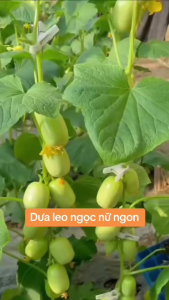 Hạt giống dưa chuột ngọc nữ-gói 10 hạt