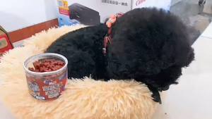 Xương gặm sạch răng cho Chó thương hiệu Masti - Love pets shop