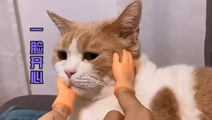6pcs Teasing Cat Plastic Finger Gloves Human Fake Hand Cat Interactive Toys Caress Cat Dog Toys