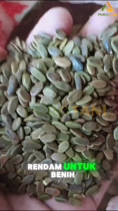 Bibit Biji Benih Sengon Albasia 1Kg Murah