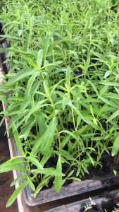 ต้นทาร์รากอน (Tarragon) สมุนไพรฝรั่ง   ส่งแบบต้นกล้าปักชำ มีรากแล้ว