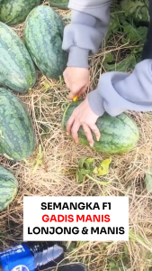 Benih Semangka F1 GADIS MANIS 10 biji Known You Seed