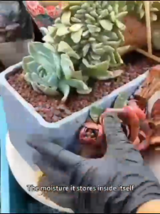 PUMICE STONE 轻石 CACTUS SUCCULENT 轻石 浮石 多肉轻石/浮石 filter batu apung