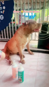 แชมพูสุนัข Dirty Paws กลิ่น Cotton Candy หอม 2 เท่า อ่อนโยน Organic ช่วยเรื่องโรคผิวหนัง ป้องกันเห็บหมัด ลดขนร่วง แบบถาวร ขนาด 250ml. **ส่งฟรีไม่ต้องใช้โค้ด**