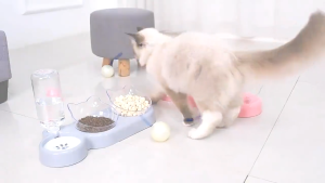 3 In 1 Cat Bowl Pet Water Dispenser Cat Bowl For Food Water Bowl For Cat Bowl With Water Dispenser