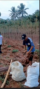 5 Kg singkong mentega  - singkong kuning - singkong tape - singkong mentah - singkong kulit ungu