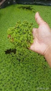 Azola Sebagai Tanaman Hiasan Akuarium (20gram)