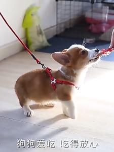 MASTI pet sausage pet dog snack 30 dog stick mixed flavour chicken beef duck real meat 狗宠物香肠