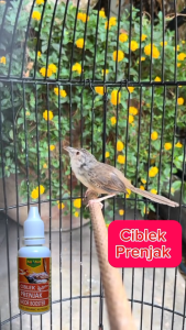 Vitamin Penggacor Burung CiblekPrenjak Doping Booster Burung Prenjak Ciblek Gacor Obat kicau