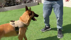 Dog Harness Vest Pull Nylon Adjustable Military Tactical Large Dog Harness German Shepherd Traini