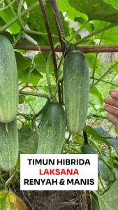 Benih Unggul Timun Hibrida LAKSANA 80 Biji Cap Bunga Matahari Renyah & Manis