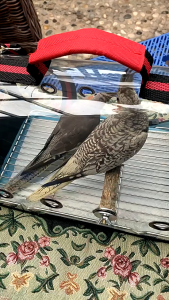 Túi vận chuyển Chó Mèo Chim Vẹt bằng nhựa trong suốt (mẫu mới) - Love Pets Shop