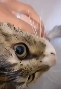 100ML Dog Spray for Flea and Tick Pet Anti Garapata Pulgas and Kuto Remover Cat Lice Killer