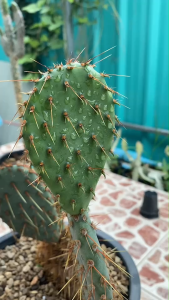 โอพันเทียดอลล่าร์หนามยาว Opuntia aciculata var.flexospina / แพดตัดสด 4-10 นิ้ว มีให้เลือกแพตเดี๋ยวและแพตคู่ หนามยาวสวยมากๆ