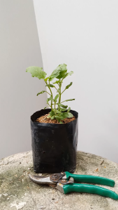 มะเขือพวง ต้นมะเขือพวง ส่งพร้อมถุง 5.5นิ้ว ต้นมะเขือ หมากแข้ง เขือน้อย เขือพวง