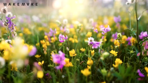 [WAKEMAKE]✨NEW COLOR✨Soft Blurring Eyeshadow Palette 20 Colors / Korean Eye Makeup Bestseller