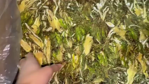 Chinese Herbs Herbal Medicine 霸王花 Bawanghua Nourishing The Lungs And Cough Relief 中药材 干货 润肺止咳 YC15