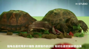 MAZURI Tortoise Food 1kg Sulcata Tortoise Pellet Pallet Turtle Food Reptile Makanan Kura Kura Star 陆龟粮 陆龟饲料 陆龟食物 5E5L