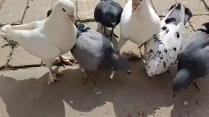 Ready Stock 🐦racun burung bird killer 500g Bird repellent pigeon poison Bird repellent outdoor racun burung merpati kill bird Bird scarer Original Can be used on orchard/farmland/patio/housetop/loof Drive away crow magpie pigeon