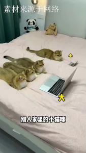 Cat Scratch Pad - Laptop Cats Scratcher Cardboard Fun Catching Toy