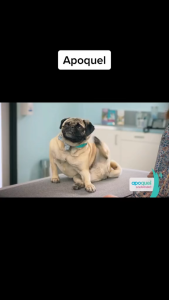 ( 1 hủ nguyên seal 100 viên ) APOQUEL giảm ngứa siêu nhanh cho chó viêm da cơ địa