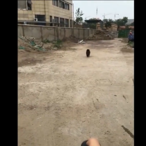 [No dogs within 3500 feet] 45000Hz dog repeller ultrasonic 3 in 1 Dogs driven away/Train the dog/Lighting repeller for pet dog chaser 驱狗器