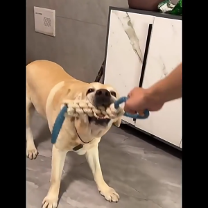 Đồ chơi bện thừng hình tạ quai xách kéo co nhai gặm luyện răng tương tác cho chó – Đen Ta pet shop