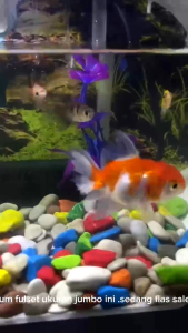 1 Set lengkap aquarium kaca akrilik ukuran Besar 35x15x15 lengkap dengan mesin oxygn dan filter tinggal pakai (JUMBO)