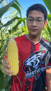 ข้าวโพดหวาน #หวาน9573 พันธุ์ใหม่