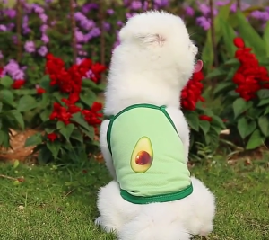 Áo 2 dây cho chó mèo hình trái bơ và khủng long (mẫu mới) - Love pets shop
