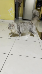 Vetpicurean Chubby Gummy URIGOEL u/ FLUTD /FUS -Vitamin Urinary Anjing Kucing