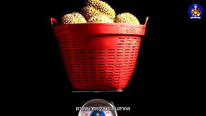 ตาชั่งสปริงตรากัปตันจานสแตนเลส 35-60 กิโล พร้อมส่ง - คุณภาพ ขนาด