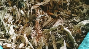 100g cây mía dò cát lồi sấy khô